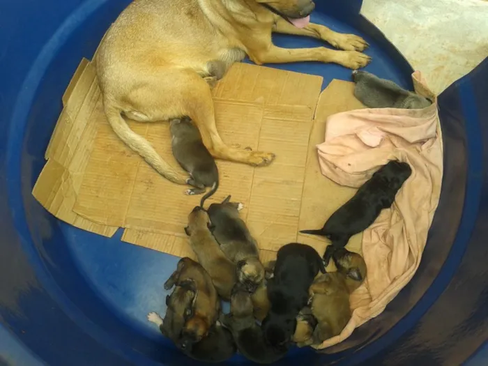 Cachorro ra a vira lata idade 2 anos nome Neguinha