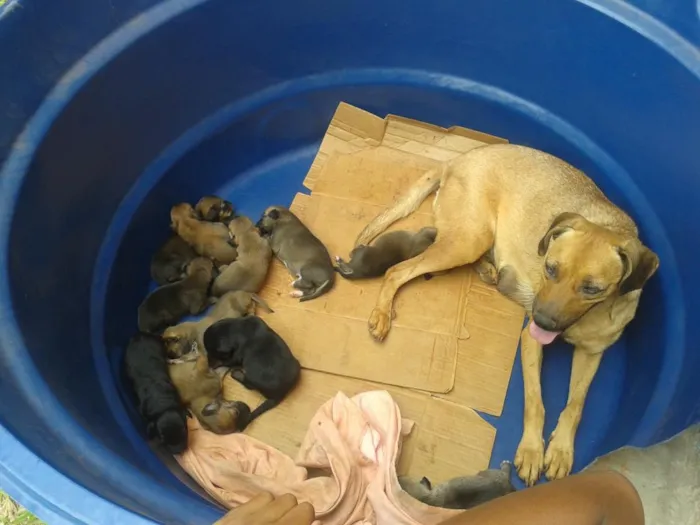 Cachorro ra a vira lata idade 2 anos nome Neguinha