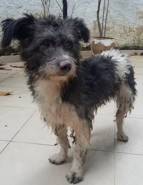 Cachorro ra a vira lata idade 3 anos nome Bidu