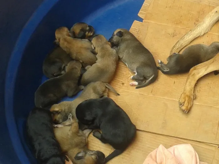 Cachorro ra a vira lata idade 2 anos nome Neguinha