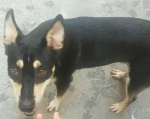 Cachorro raça Vira misturado idade 1 ano nome Chico