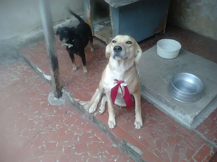 Cachorro ra a Vira-lata idade 4 anos nome Pituca