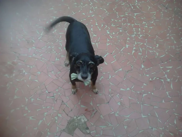 Cachorro ra a Vira-lata idade 6 ou mais anos nome Soco