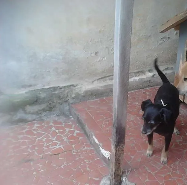 Cachorro ra a Vira-lata idade 6 ou mais anos nome Soco