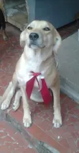 Pituca