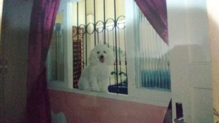 Cachorro raça Poodle idade 6 ou mais anos nome NIKE