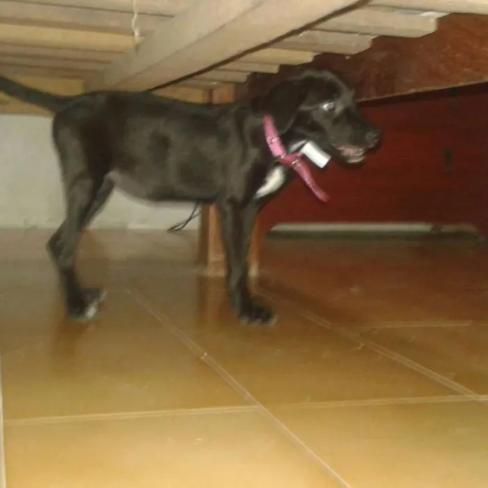 Cachorro ra a SRD idade 2 a 6 meses nome Sofia