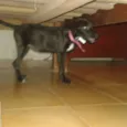 Sofia