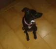 Sofia