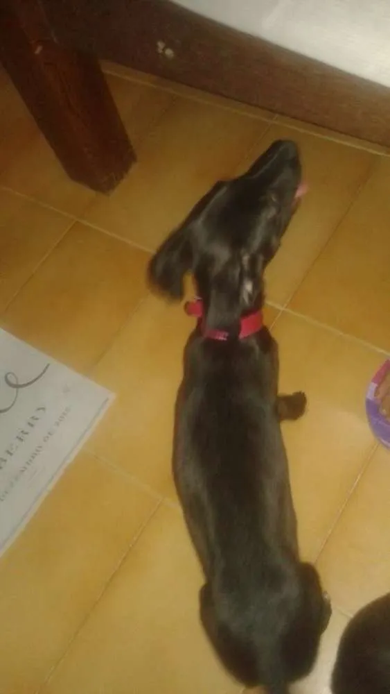 Cachorro ra a SRD idade 2 a 6 meses nome Sofia