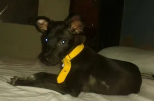 Cachorro raça SRD idade 2 a 6 meses nome Thor