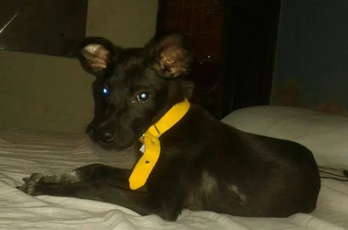 Cachorro ra a SRD idade 2 a 6 meses nome Thor