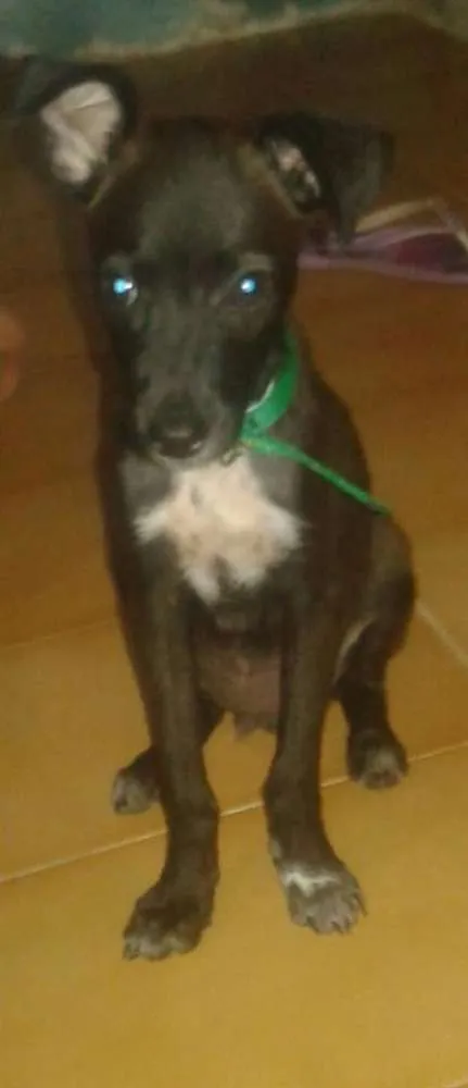 Cachorro ra a SRD idade 2 a 6 meses nome mike