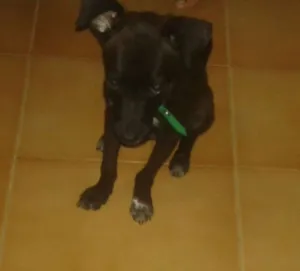 Cachorro raça SRD idade 2 a 6 meses nome mike