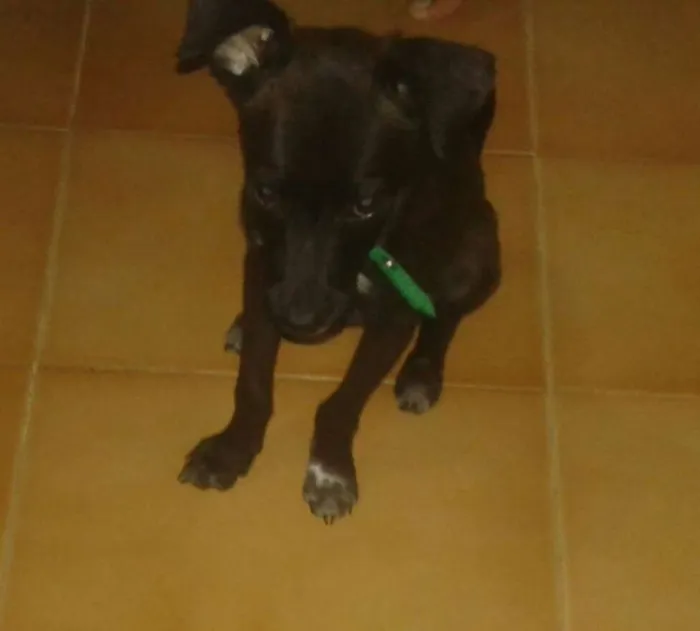 Cachorro ra a SRD idade 2 a 6 meses nome mike