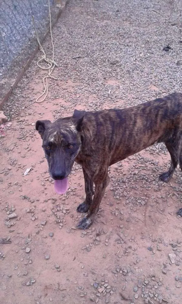Cachorro ra a SRD idade 2 anos nome Bonnie