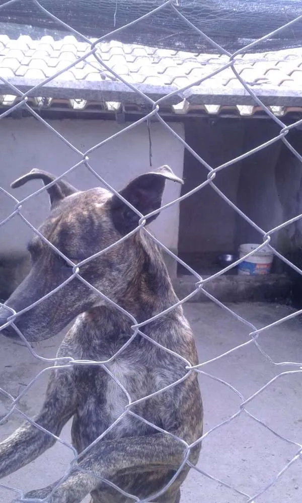 Cachorro ra a SRD idade 2 anos nome Bonnie