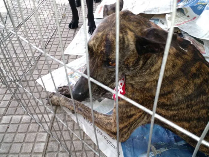 Cachorro ra a SRD idade 2 anos nome Bonnie