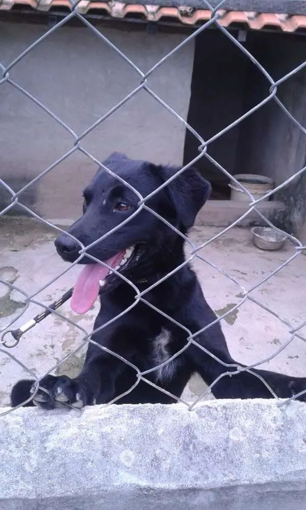 Cachorro ra a SRD idade 1 ano nome Clayde
