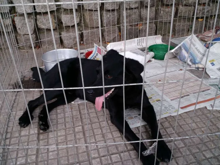 Cachorro ra a SRD idade 1 ano nome Clayde