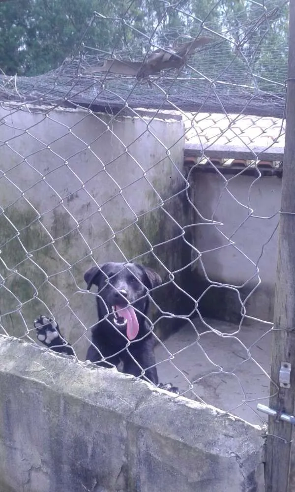 Cachorro ra a SRD idade 1 ano nome Clayde