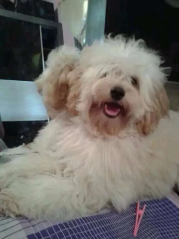 Cachorro raça Poodle idade 7 a 11 meses nome ANGELINA 