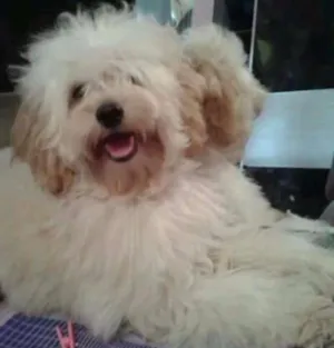 Cachorro raça Poodle idade 7 a 11 meses nome ANGELINA 