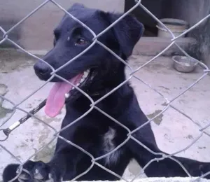 Cachorro raça SRD idade 1 ano nome Clayde