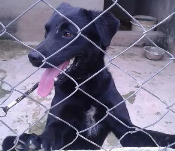 Cachorro ra a SRD idade 1 ano nome Clayde