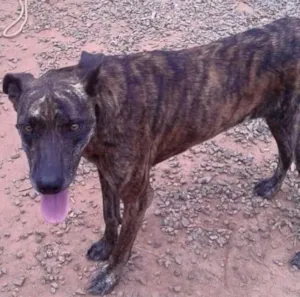 Cachorro raça SRD idade 2 anos nome Bonnie