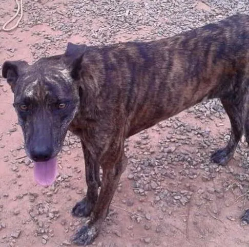 Cachorro ra a SRD idade 2 anos nome Bonnie