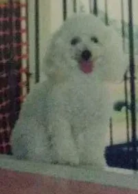 Cachorro raça Poodle idade 6 ou mais anos nome NIKE