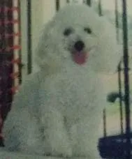 Cachorro raça Poodle idade 6 ou mais anos nome NIKE
