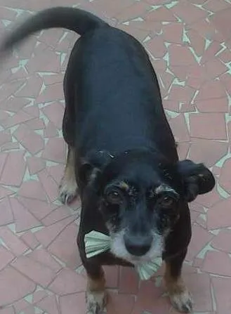 Cachorro ra a Vira-lata idade 6 ou mais anos nome Soco