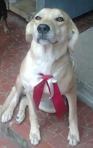 Cachorro raça Vira-lata idade 4 anos nome Pituca