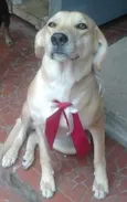 Pituca