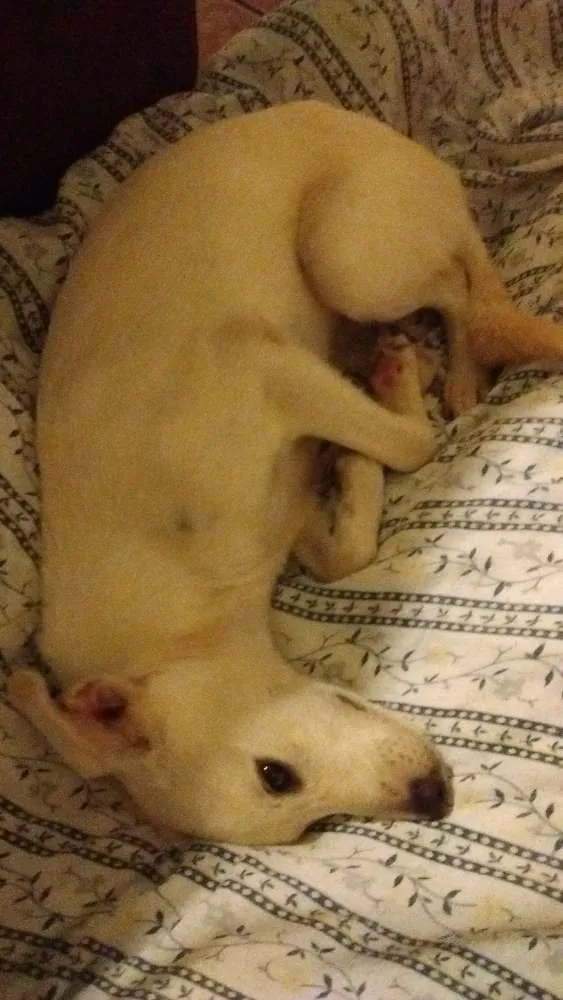 Cachorro ra a SRD idade 1 ano nome Cristal