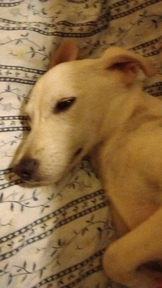 Cachorro ra a SRD idade 1 ano nome Cristal