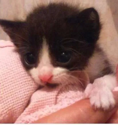Gato ra a SRD idade Abaixo de 2 meses nome Ainda não tem nome