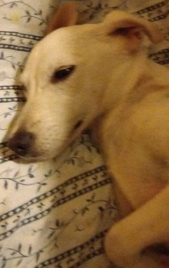 Cachorro ra a SRD idade 1 ano nome Cristal