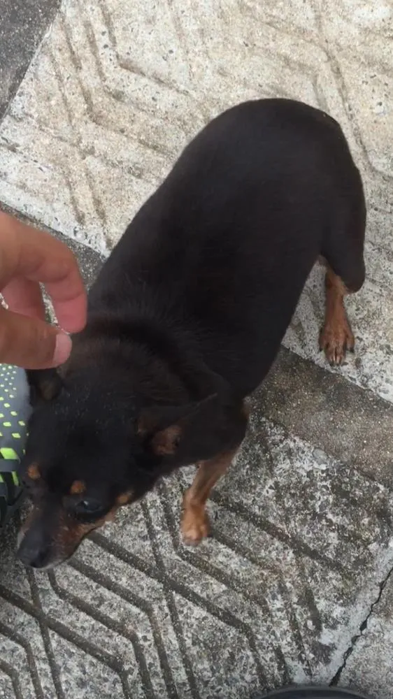 Cachorro ra a Pinscher idade 6 ou mais anos nome Mimi