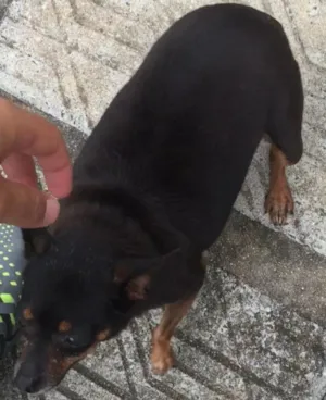 Cachorro raça Pinscher idade 6 ou mais anos nome Mimi