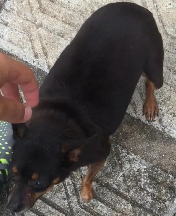 Cachorro ra a Pinscher idade 6 ou mais anos nome Mimi