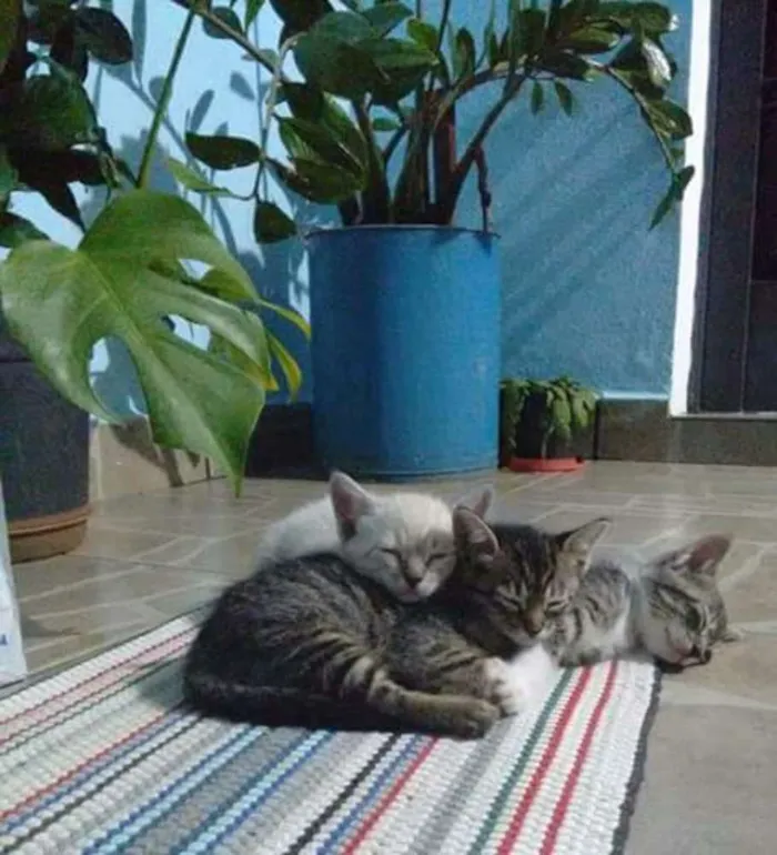 Gato ra a  idade Abaixo de 2 meses nome ****