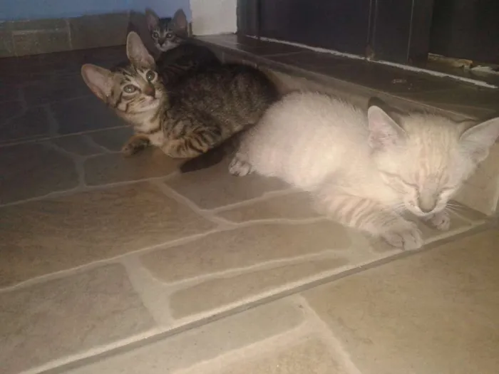 Gato ra a  idade Abaixo de 2 meses nome ****