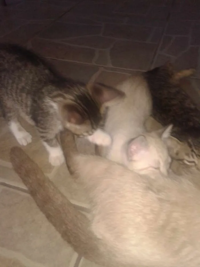 Gato ra a  idade Abaixo de 2 meses nome ****