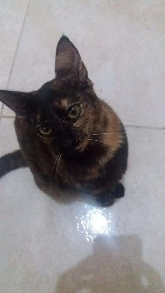 Gato ra a Vira-lata idade 7 a 11 meses nome Pisca