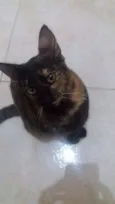 Pisca