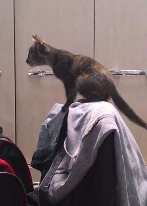 Gato ra a Vira-lata idade 7 a 11 meses nome Pisca