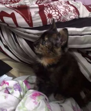Gato ra a Vira-lata idade 7 a 11 meses nome Pisca